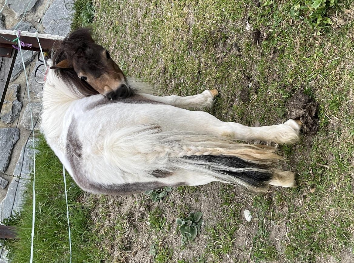 Kinderliebe Miniponys und Shetty zum Verkauf, teilweise geritten