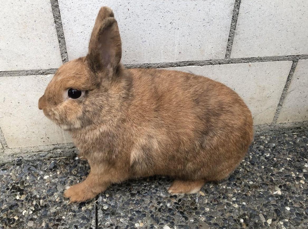 Farbenzwerg Zwergkaninchen Rammler kastriert