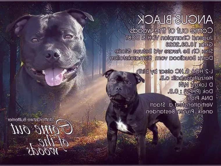 Staffordshire Bullterrier Deckrüde