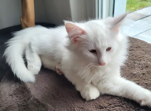 Norwegische Waldkatze Myras männl. weiss w62 getupft NFO