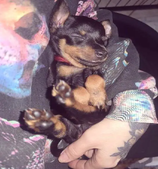 Zauberhaftes Zwergpinscher Mädel abzugeben