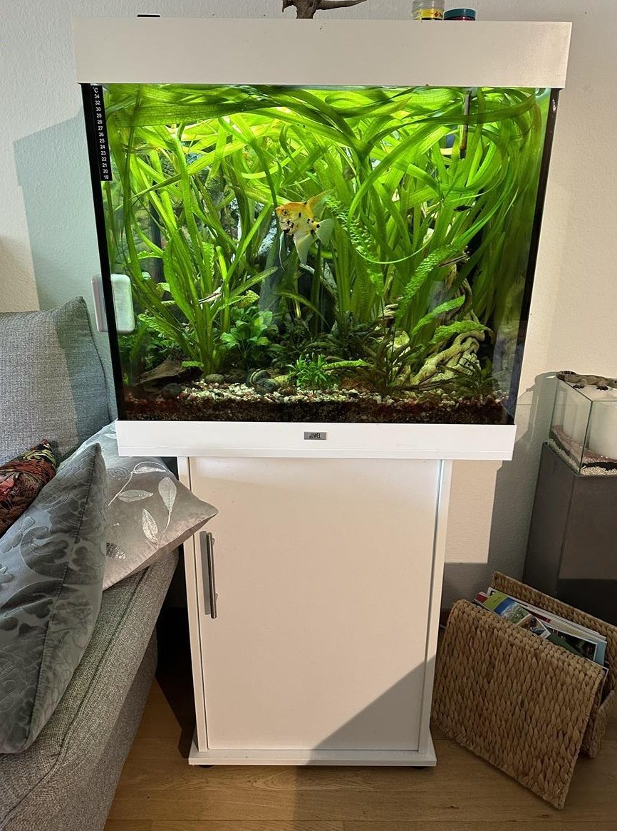 Juwel Aquarium Lido 200L, weiss mit Schrank, Fischbesatz
