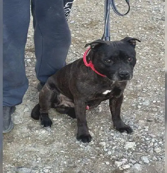 Staffordshire Bullterrier Milo, 7Jahre alt