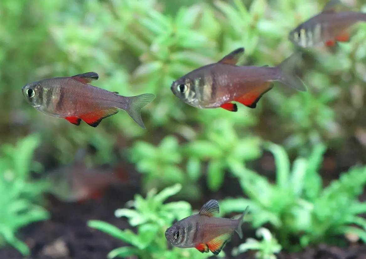 Salmler «Roter von Rio», Hyphessobrycon Flammeus