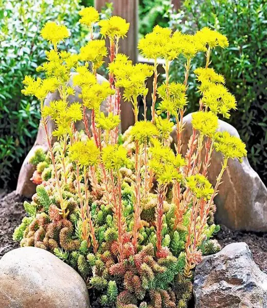 niederwüchsige Sedum