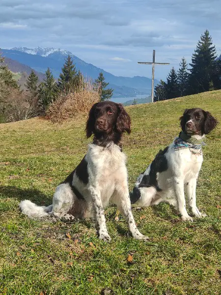 Kleiner Münsterländer von der zigeunerlinde