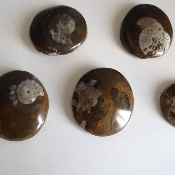 zwei sehr schöne Ammoniten ca. 6cm