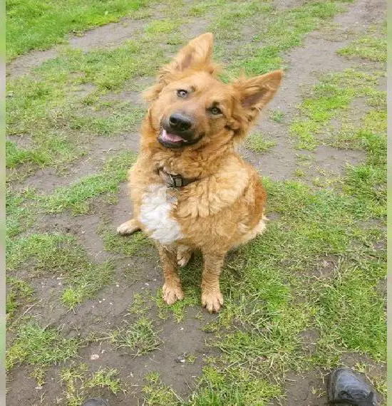 Biene 4 Jahre Hündin