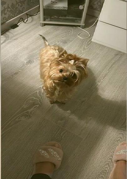 Yorkshire Terrier wegen Allergie abzugeben Hündin Ocean Pearl