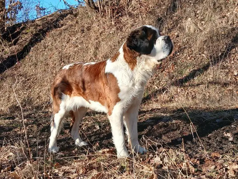 Bernhardinerwelpen VDH