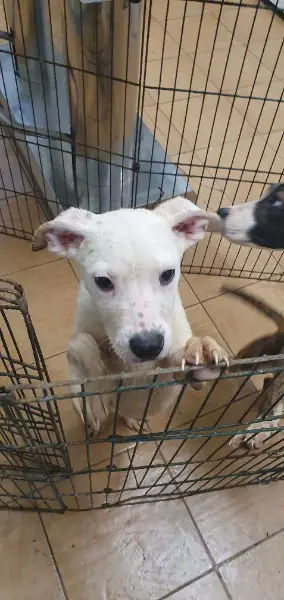 Pitt Bull Welpen im Canile