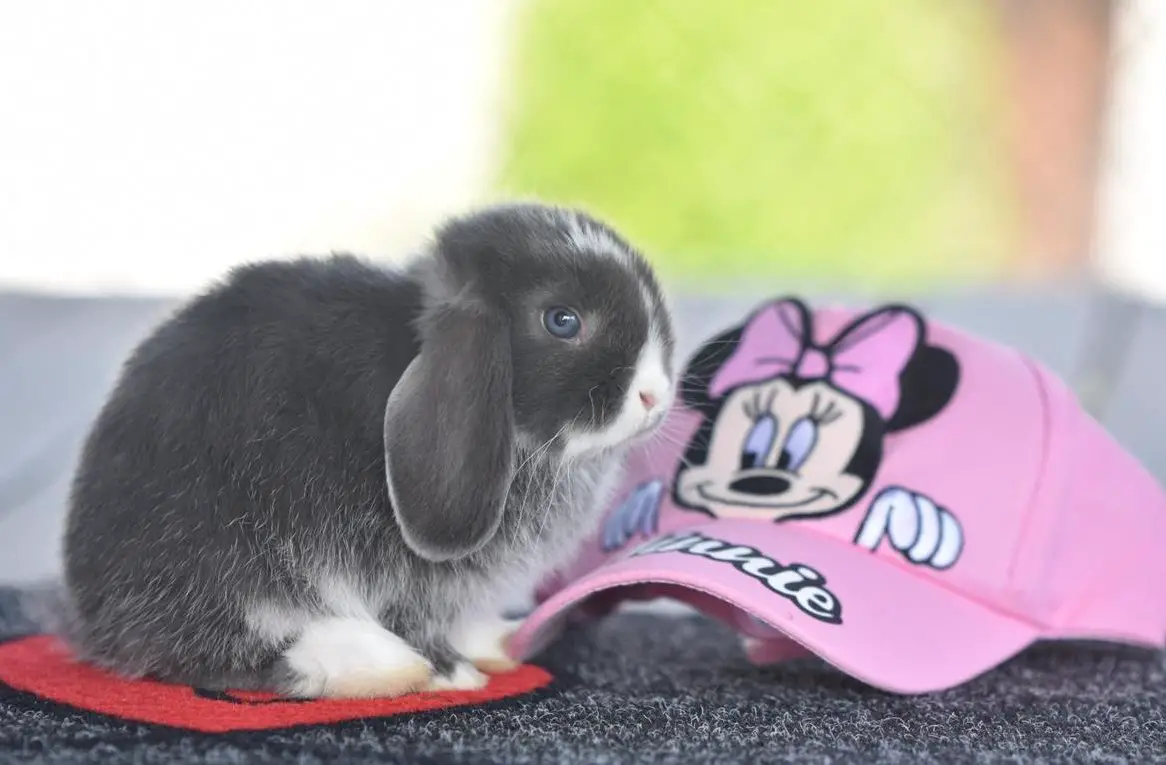 Minilop Zwerghäsli Babys suchen neues Zuhause