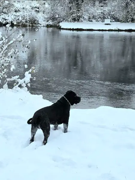 Cane Corso Deckrüde (Multi World Champion Stammbaum)