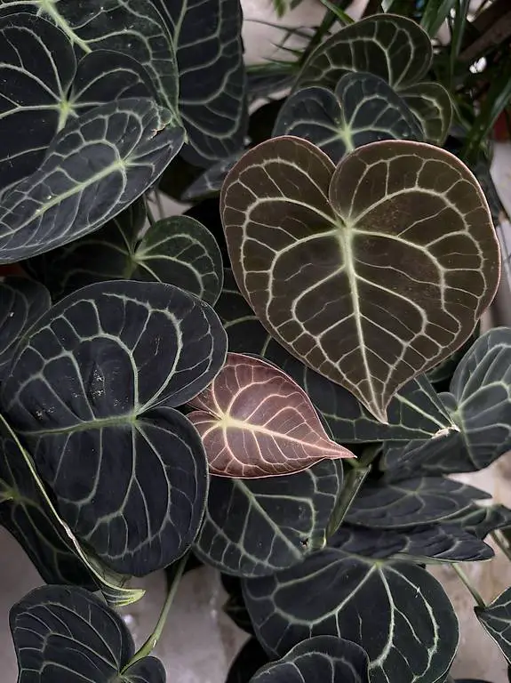 Zimmerpflanzen Allrounder