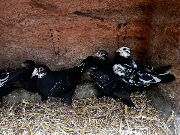 Brieftauben Tigerschecken