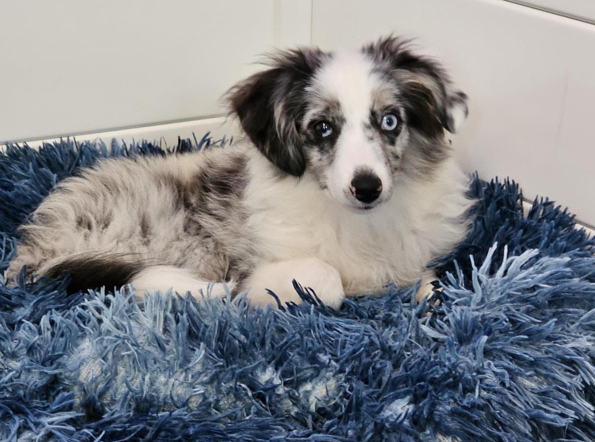 Miniature Australian Shepherd (Mini Aussie) Hündin, 5 Monate