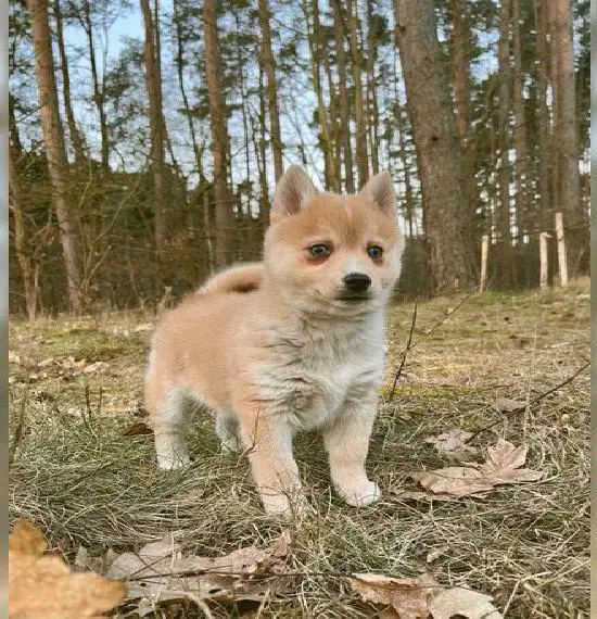 Pomsky -Doodle Welpen
