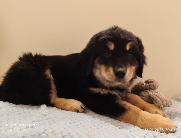 2 Golden-Aussie Rüden geboren am 08.11.2025