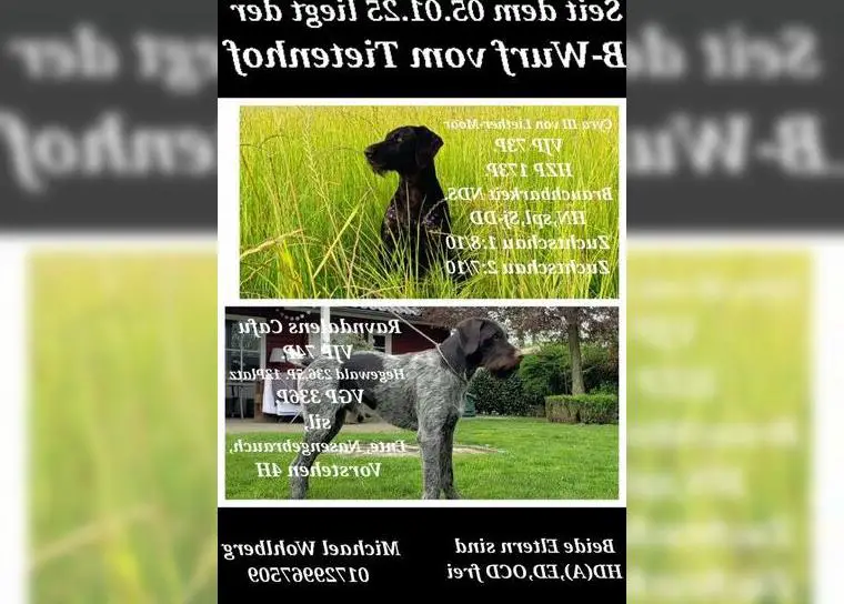 Deutsch Drahthaar Welpen vom Tietenhof