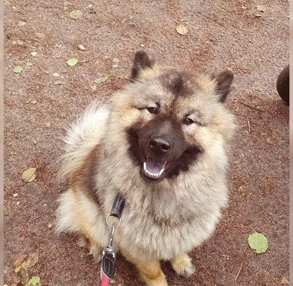 Eurasierwelpen, Welpen, Eurasierwelpe