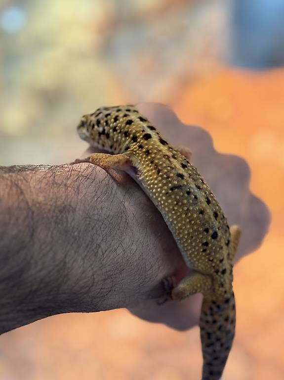 Leopard gecko