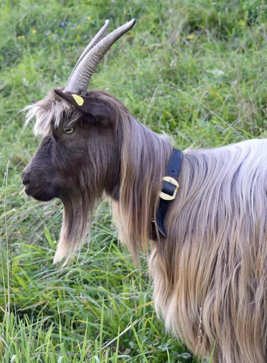 2 zahme Kupferhalsziegen suchen neues Zuhause
