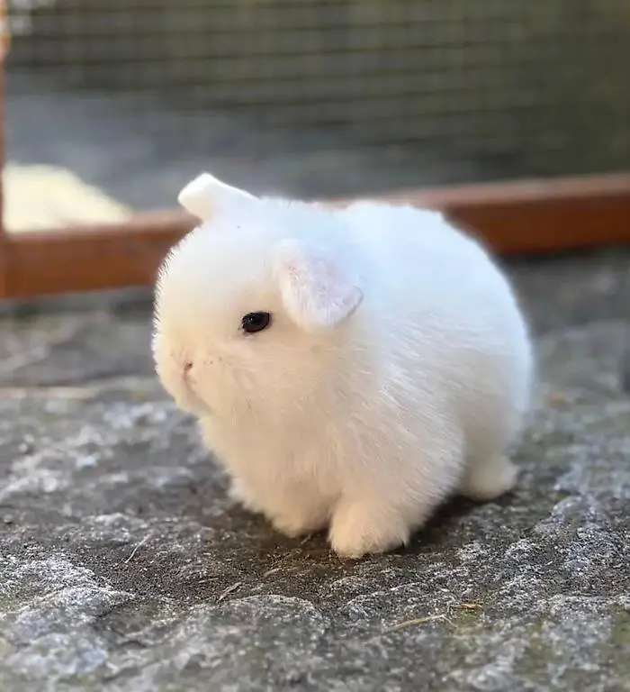 Minilop bianco occhi blu