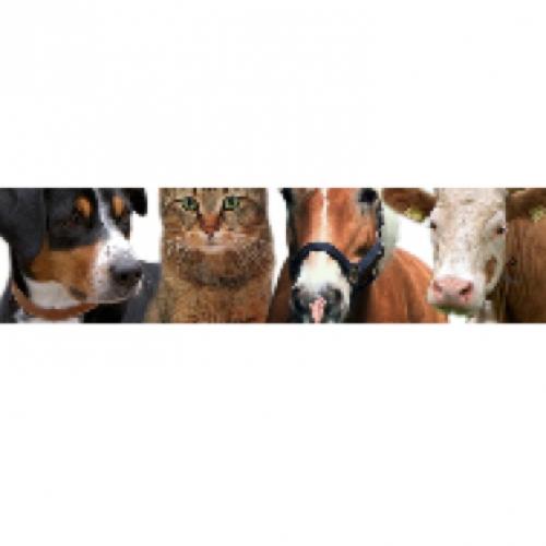 Tierärztliche Gemeinschaftspraxis Lindenmatte AG