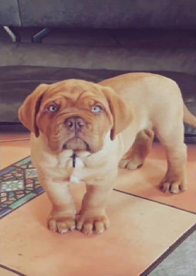 Bordeauxdoggenwelpen (VDH/ FCI) in verantwortungsvolle Hände abzugeben.