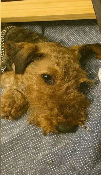 Airedale Terrier Welpen