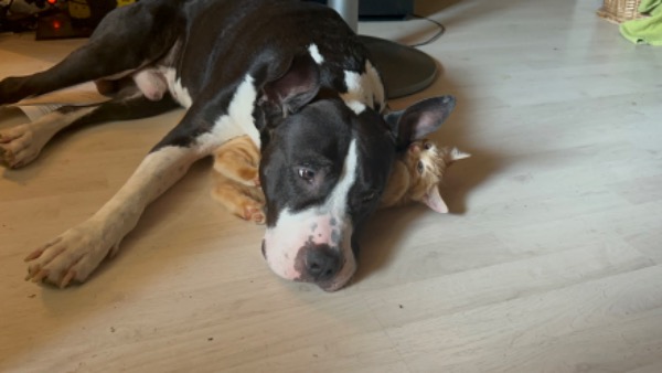 Biete meinen Hund als Deckrüden an