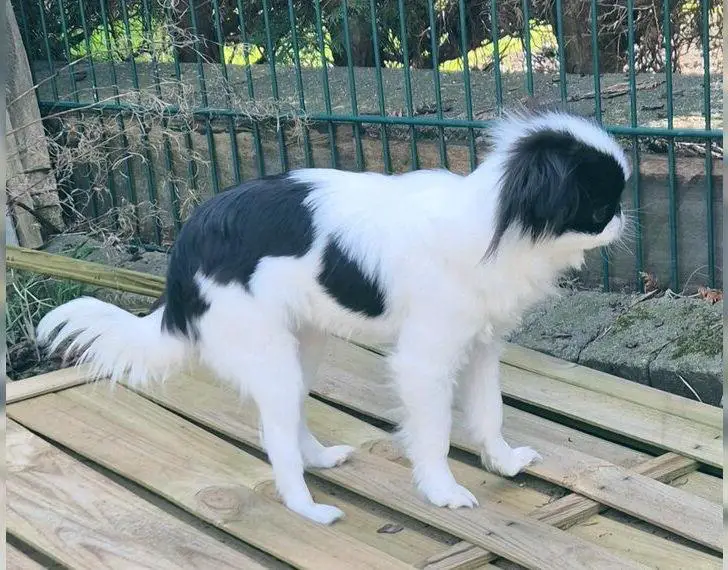 Japan chin (klein wie Chihuahua )