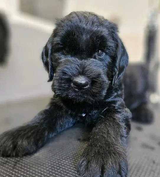 Riesenschnauzer Welpe Rüde