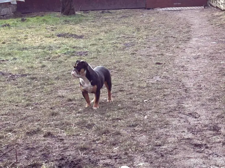 Old English Bulldog OEB Hündin