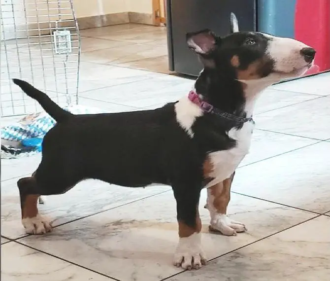 Standard Bullterrier