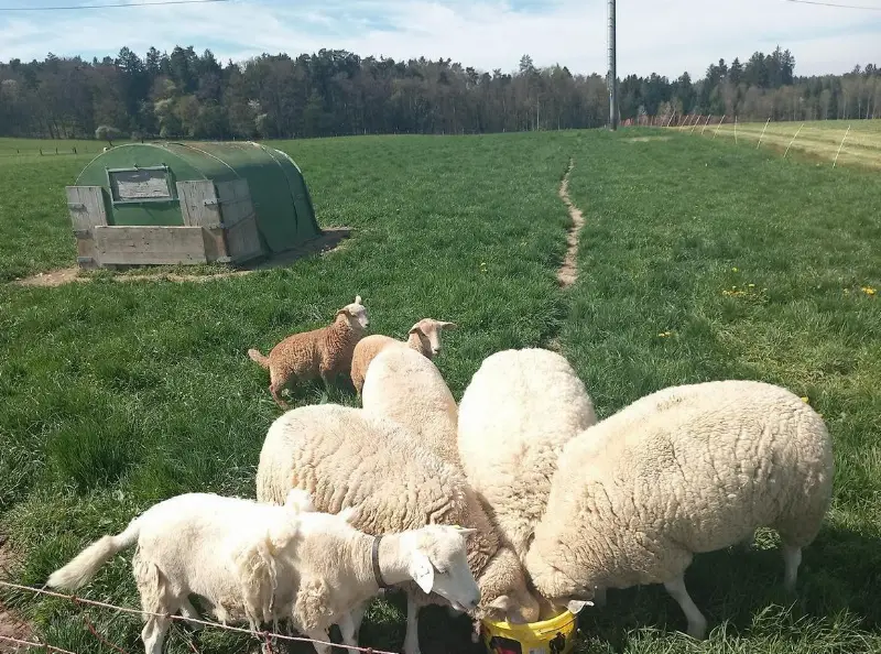 2 schöne Nolana Jungauen zu verkaufen