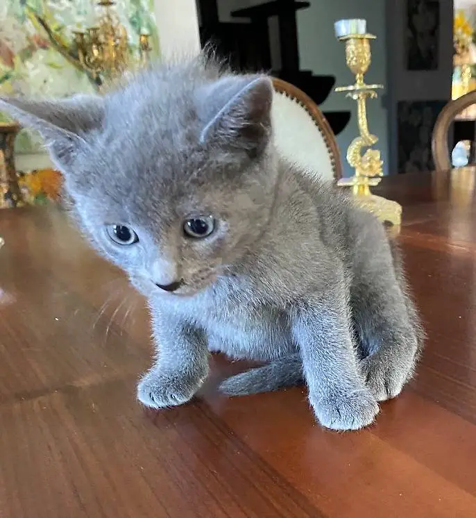 Kitten Russisch blau