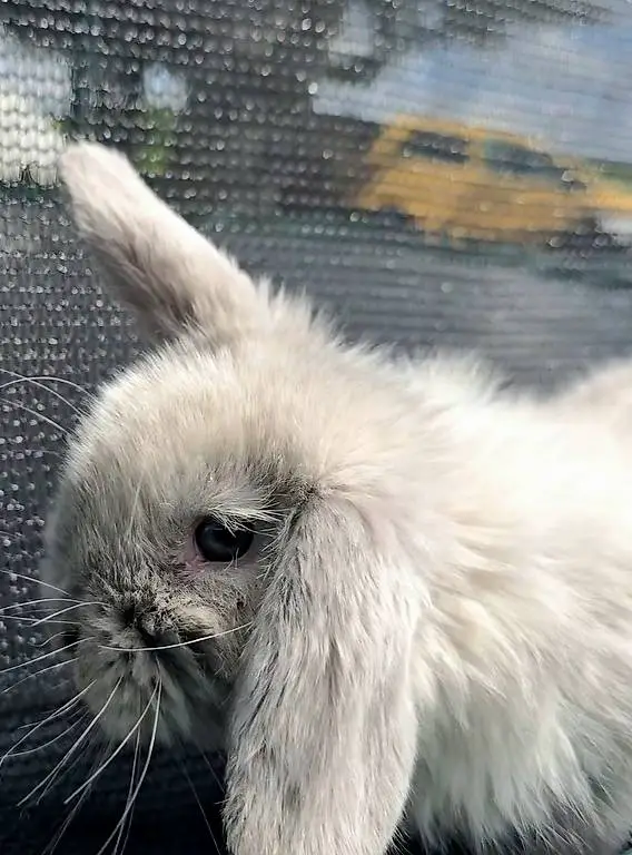 Manifique Bébés Minilop / Reinrassige Minilop Babis