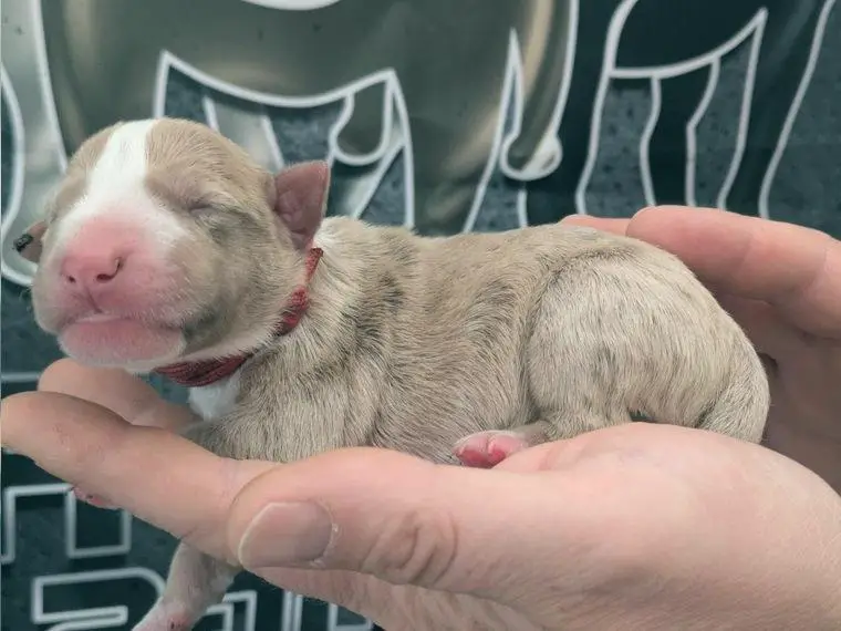 Miniatur Bullterrier Welpen in Sonderfarbe