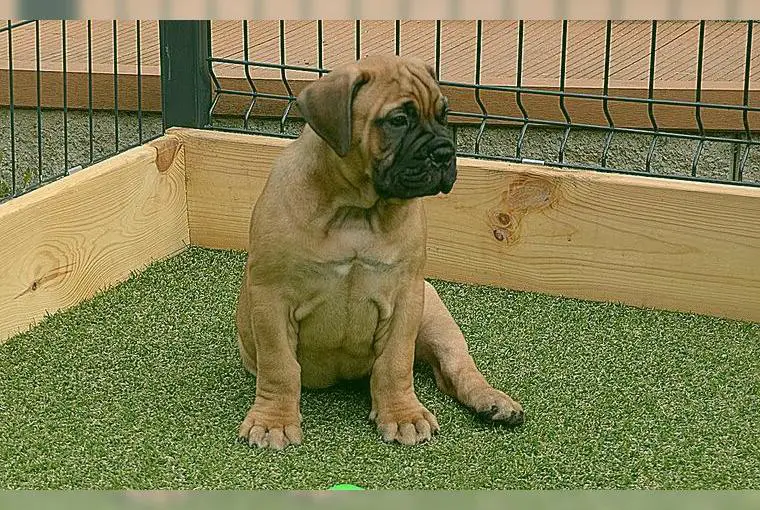 Wunderschöne Bullmastiff Hündin aus sehr gute Verpaarung