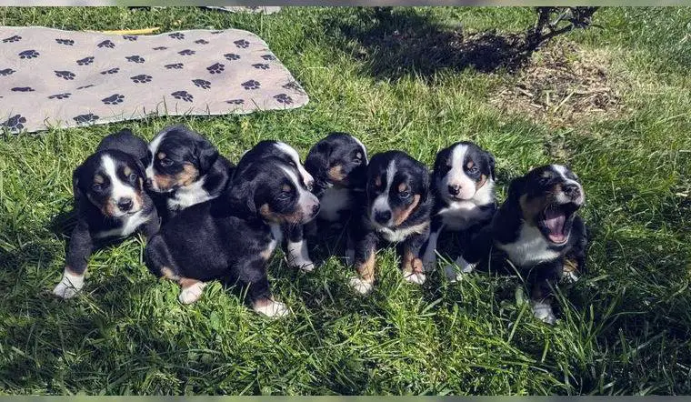 Appenzeller Sennenhund Welpen