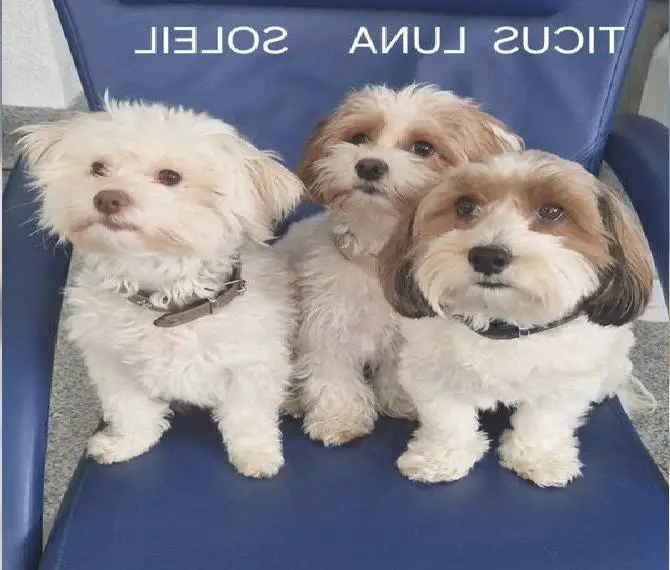 Wir 5 Havanesenwelpen mit Schokonäschen suchen Eltern