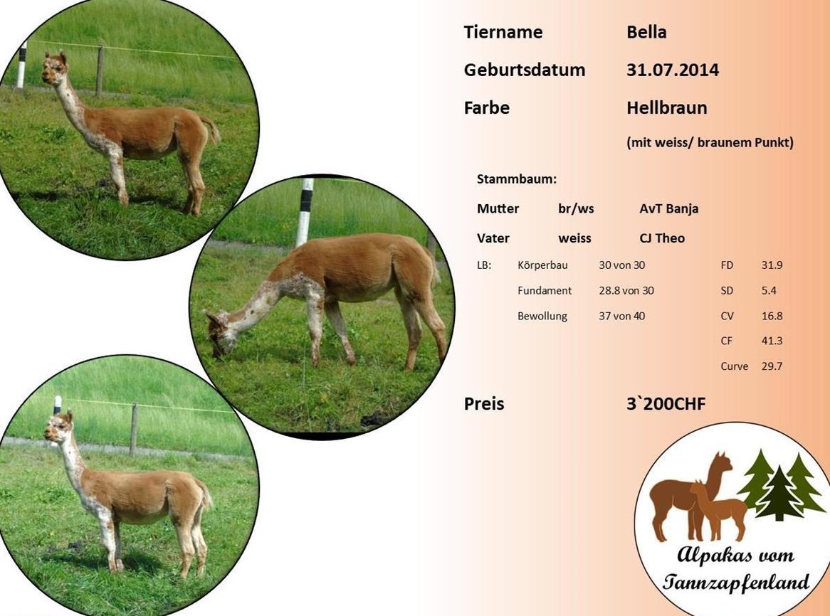 Alpaka Stute Bella braun zu verkaufen
