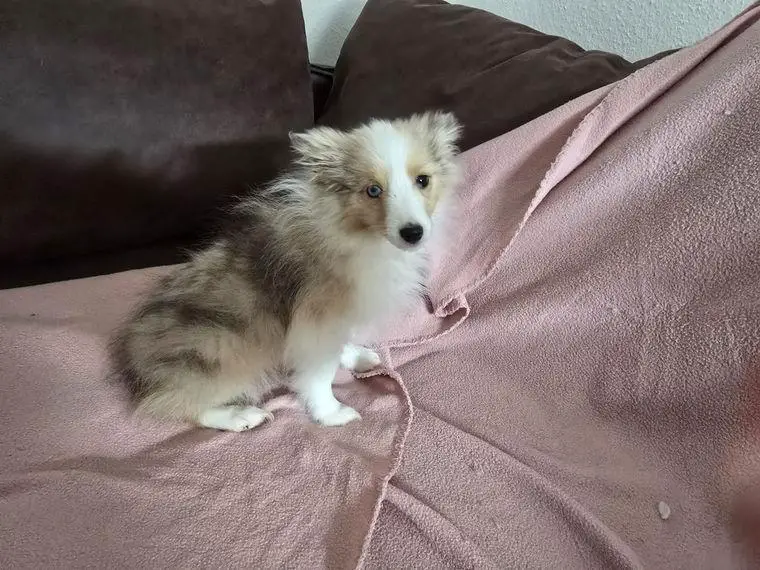 Sheltie Welpen 3 Monate zu verkaufen.
