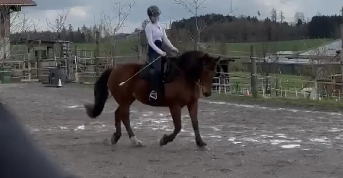 Reitbeteiligung gesucht in der Region Zug