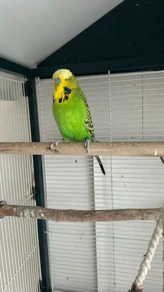 Wellensittich mit Käfig