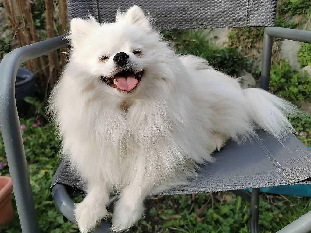 Schöne Kleinspitz zu verkaufen