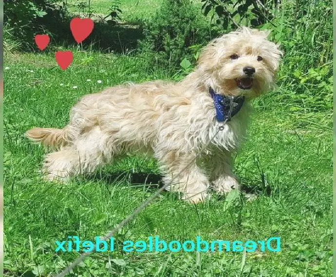 Traumhafter Goldendoodle Mini Rüde empfängt Damenbesuch