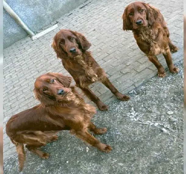3 Irish Red Setter Welpen (1 Junge, 2 Mädels)