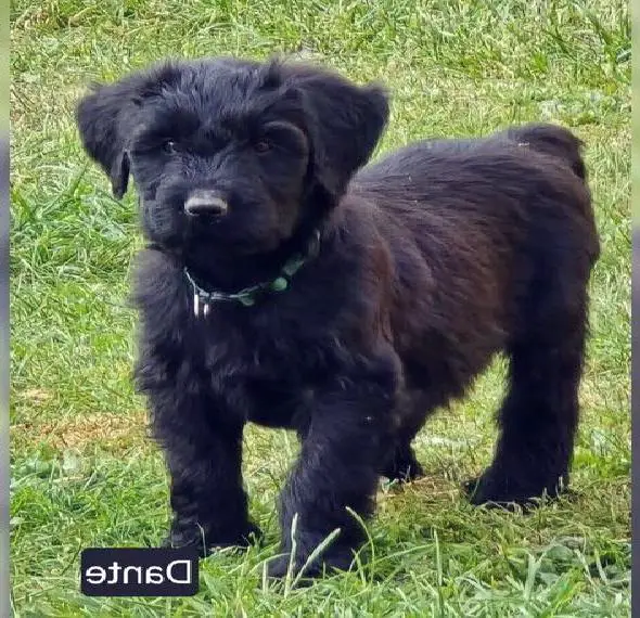 Kuschelbär sucht dich